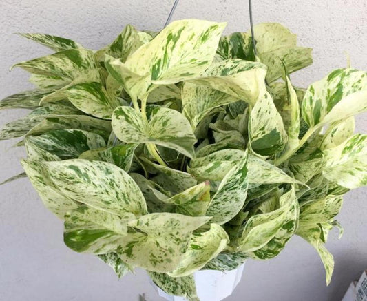 Epipremnum aur. 'Marble Queen' Pothos