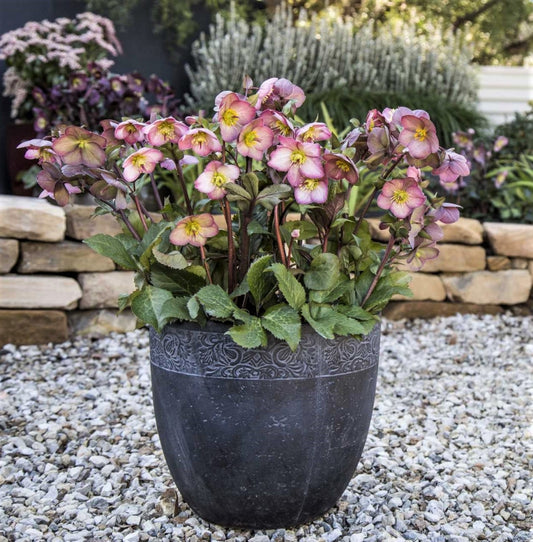 Helleborus 'Cheryl's Shine' Frostkiss Series