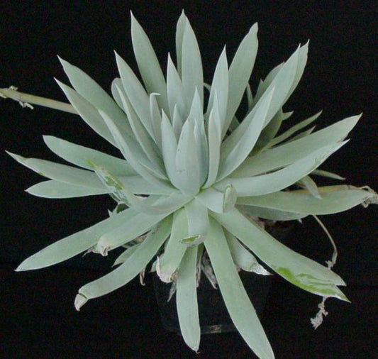 Dudleya candida Chalk Rose Succulent