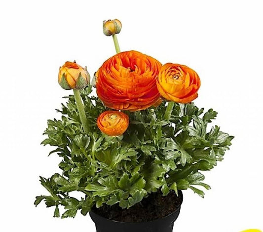 Ranunculus 'Sprinkles Orange' Persian Buttercup