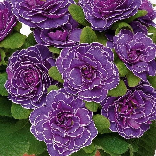 Primula BELARINA 'Amethyst Ice' Double Primrose