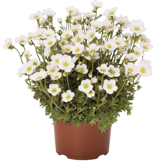 Saxifraga 'Scenic White' Saxifrage