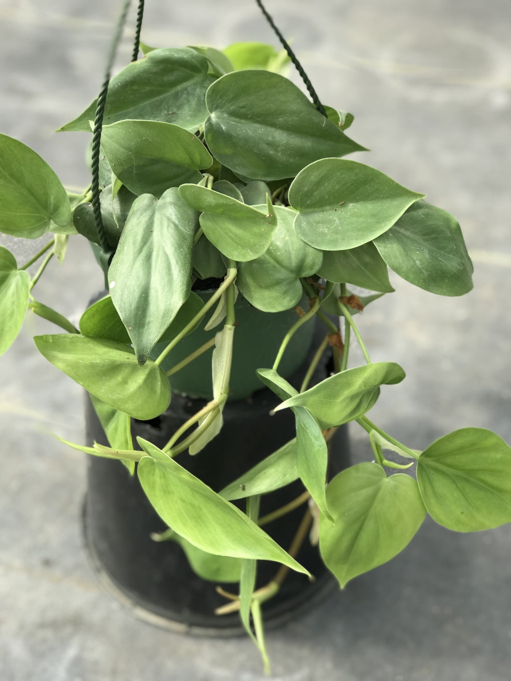 Philodendron cordatum Heart-Leaf Ivy Plant
