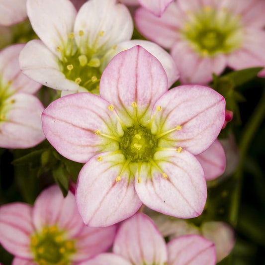 Saxifraga 'Alpino Early Magic Salmon'