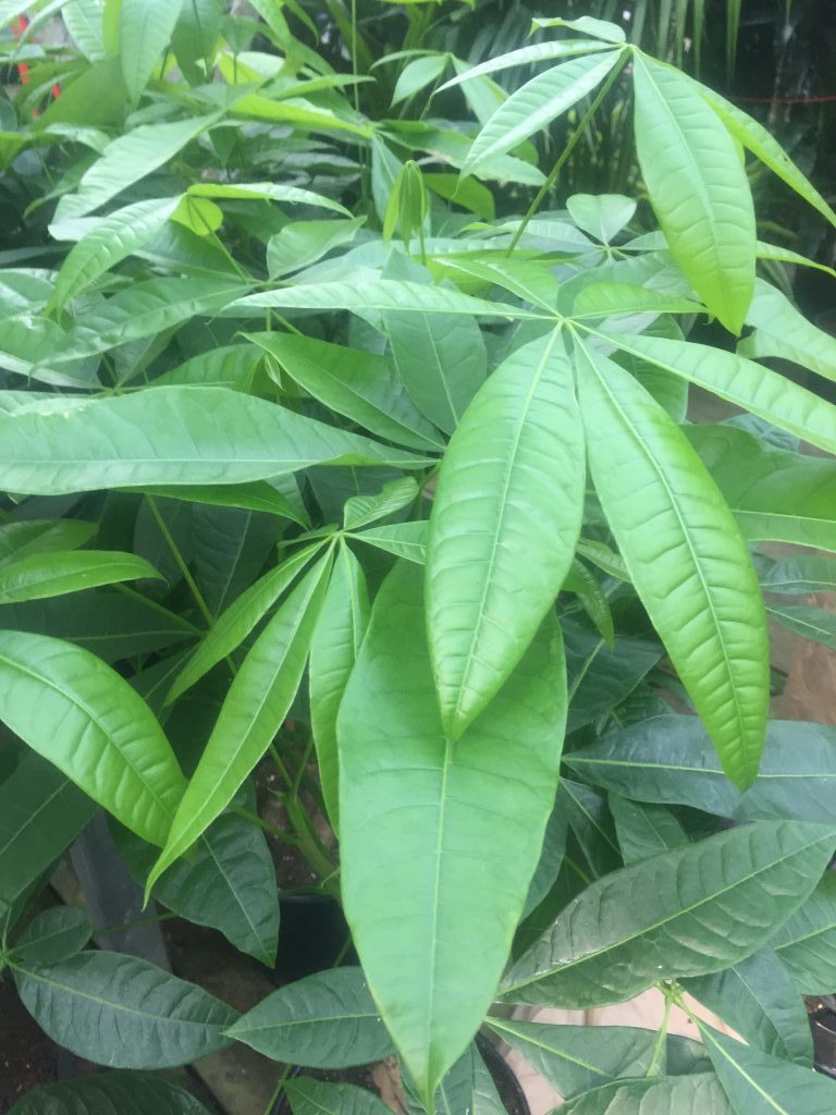 Pachira Money Tree Tropical Houseplant