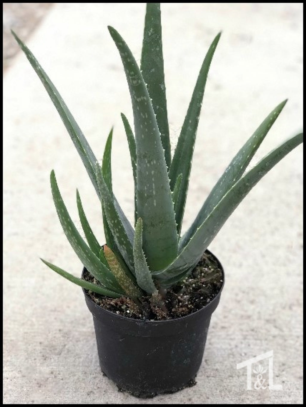 Aloe Vera