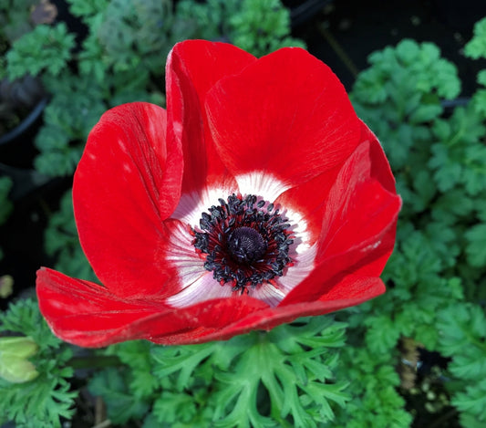 Anemone 'Harmony Scarlet' Windflower