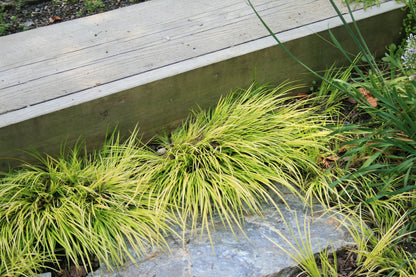 Miniature Golden Sweet Flag