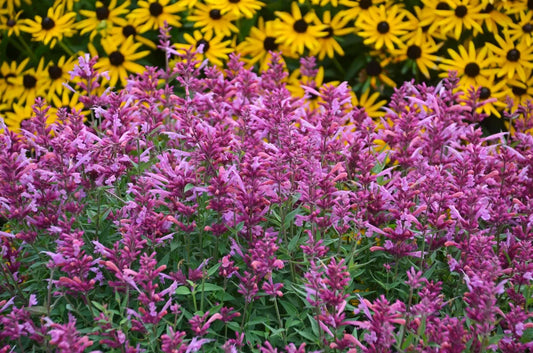 Agastache Rosie Posie Hummingbird Mint