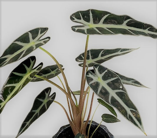 Alocasia amazonica Bambino Houseplant