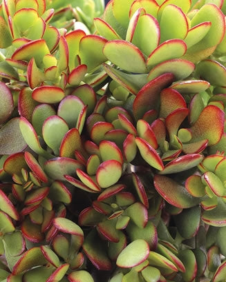 Crassula ovata arb. 'Baby Jade' Succulent