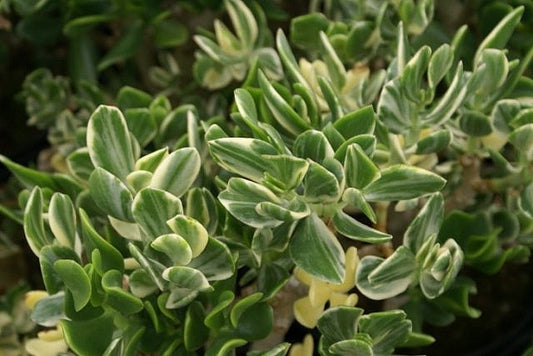 Crassula ovata Variegated Jade Plant Succulent