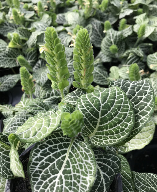 Fittonia albivenis Nerve Plant