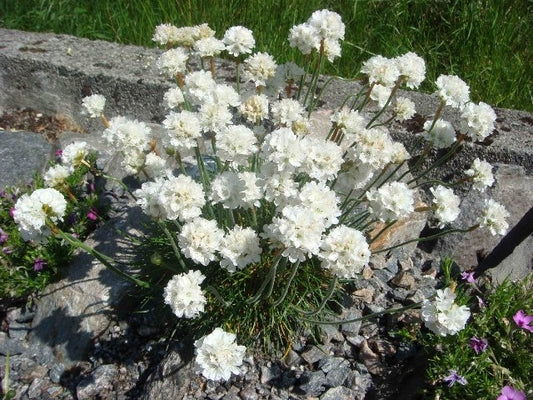 Armeria maritima 'Alba' White Sea Thrift