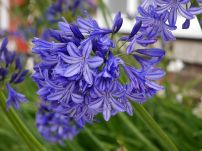 Border Perennials