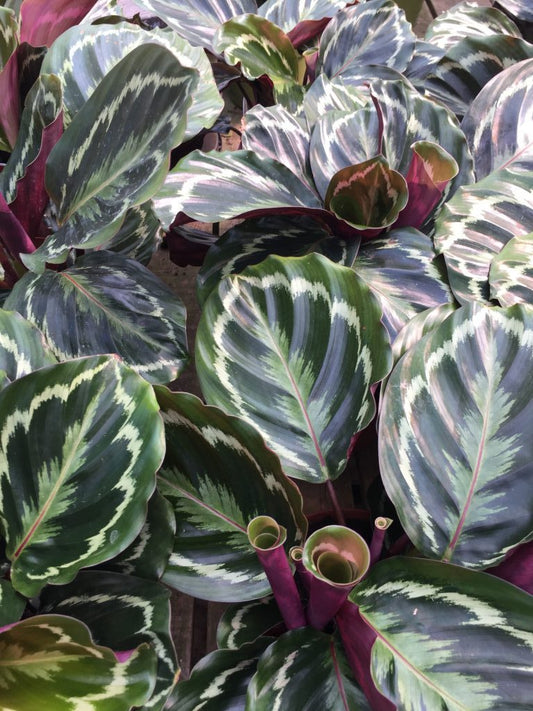 Calathea Medallion Tropical Houseplant
