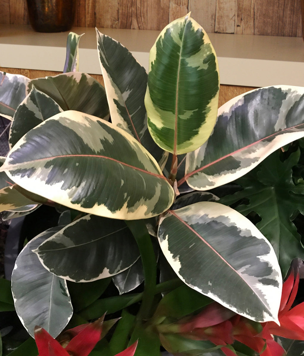 Ficus decora 'Tineke' Variegated Rubber Tree Houseplant