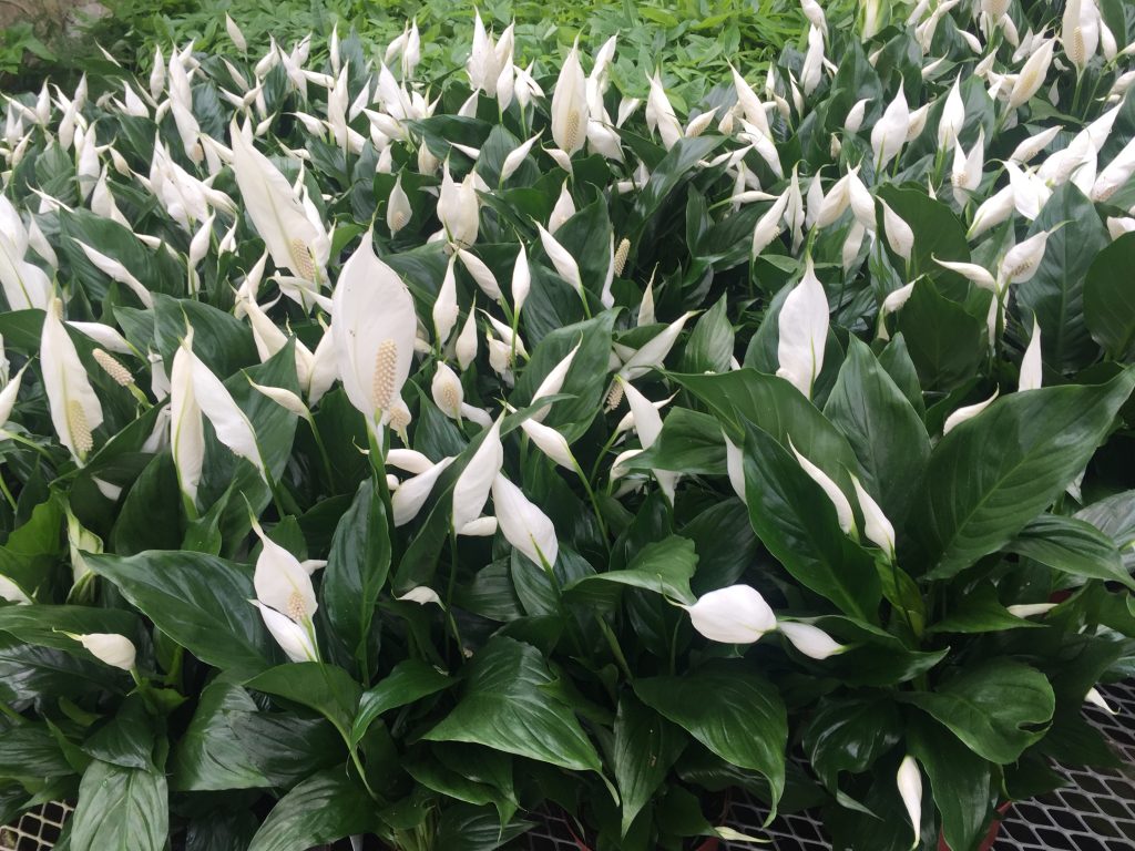 Spathiphyllum Peace Lily Tropical Houseplant