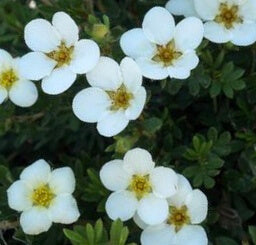 Potentilla fruticosa 'Frosty'