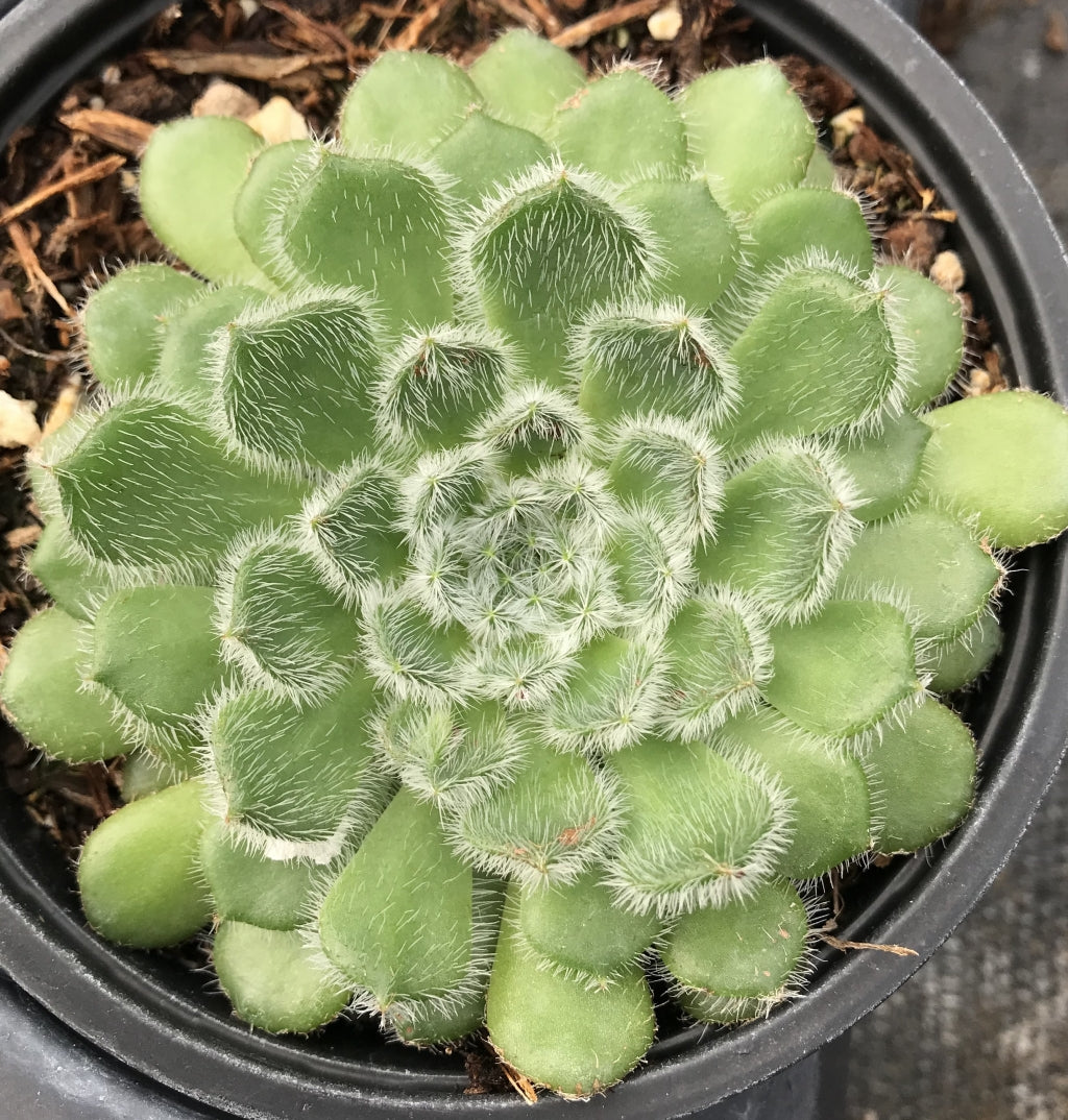 Echeveria setosa var. ciliata Succulent
