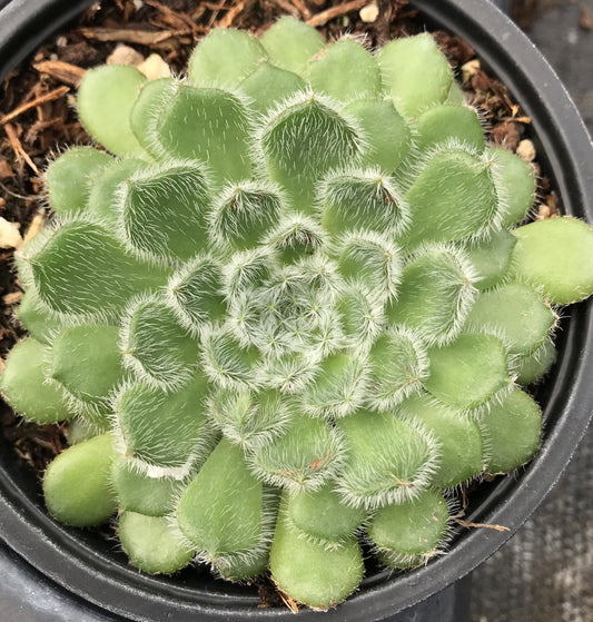 Echeveria setosa var. ciliata Succulent