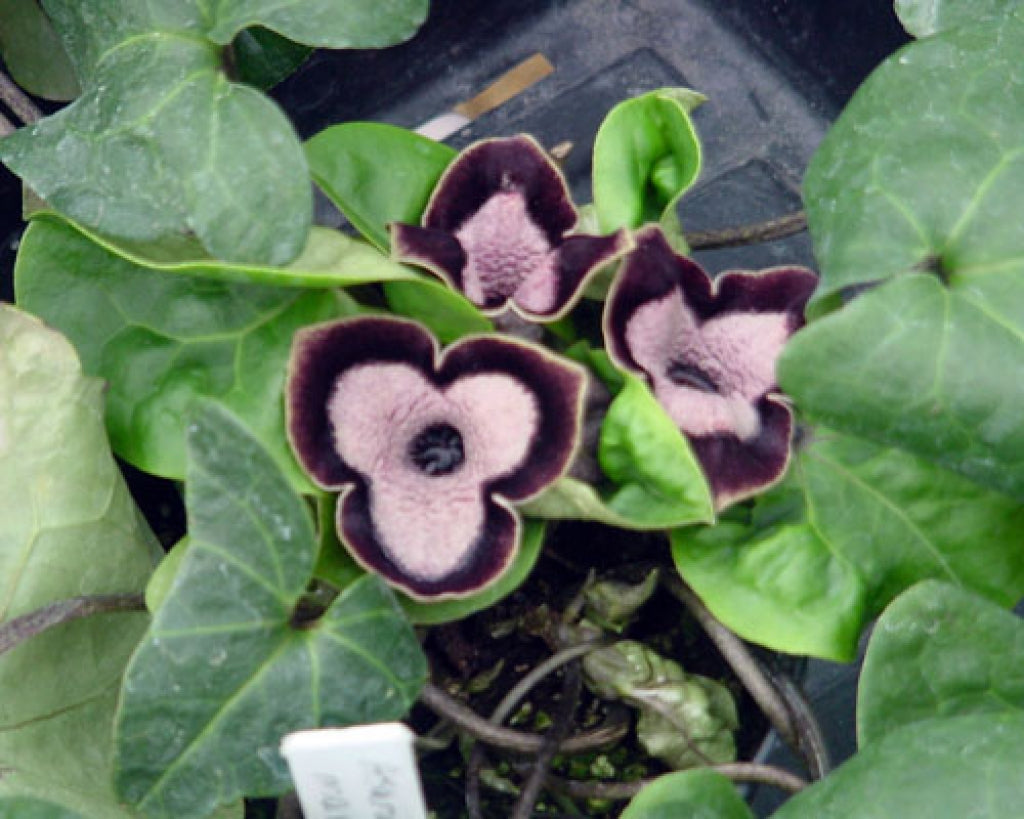 Asarum maximum 'Green Panda' Panda Face Ginger