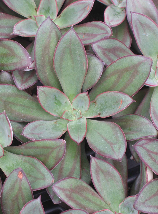 Echeveria 'Nodulosa' Succulent