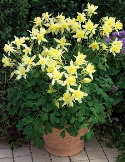 Aquilegia 'Origami Yellow' Columbine