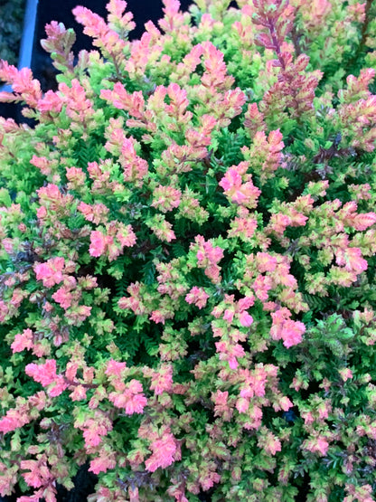 Calluna Spring Torch Heather