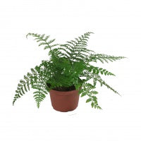 Australian Tree Fern Tropical Houseplant