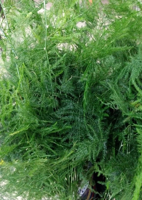 Asparagus Pyramidalis Fern Tropical Houseplant