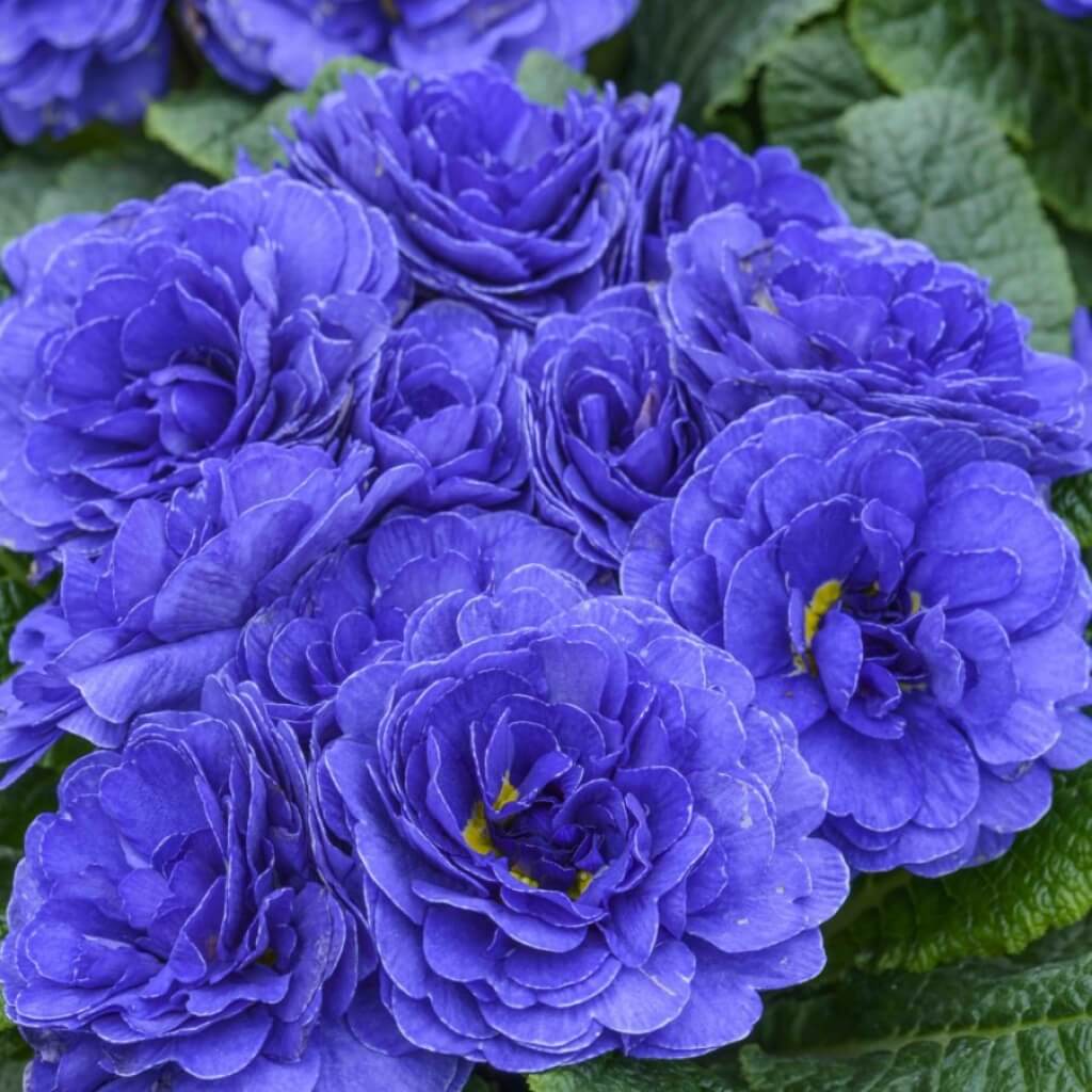 Primula BELARINA ‘Baltic Blue’ Double Primrose