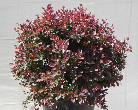 Crimson Ruby® Japanese Barberry