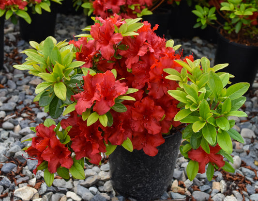 Buccaneer Azalea