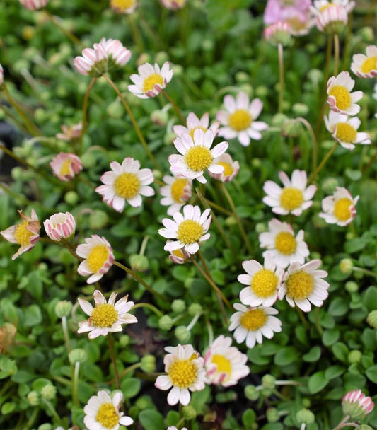Bellium minutum Miniature Daisy