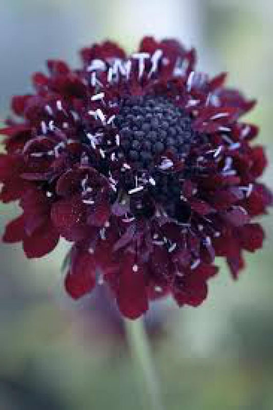 Scabiosa atro. 'Black Knight' Pincushion Flower