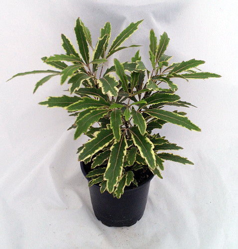 Aralia False Variegated Tropical Houseplant