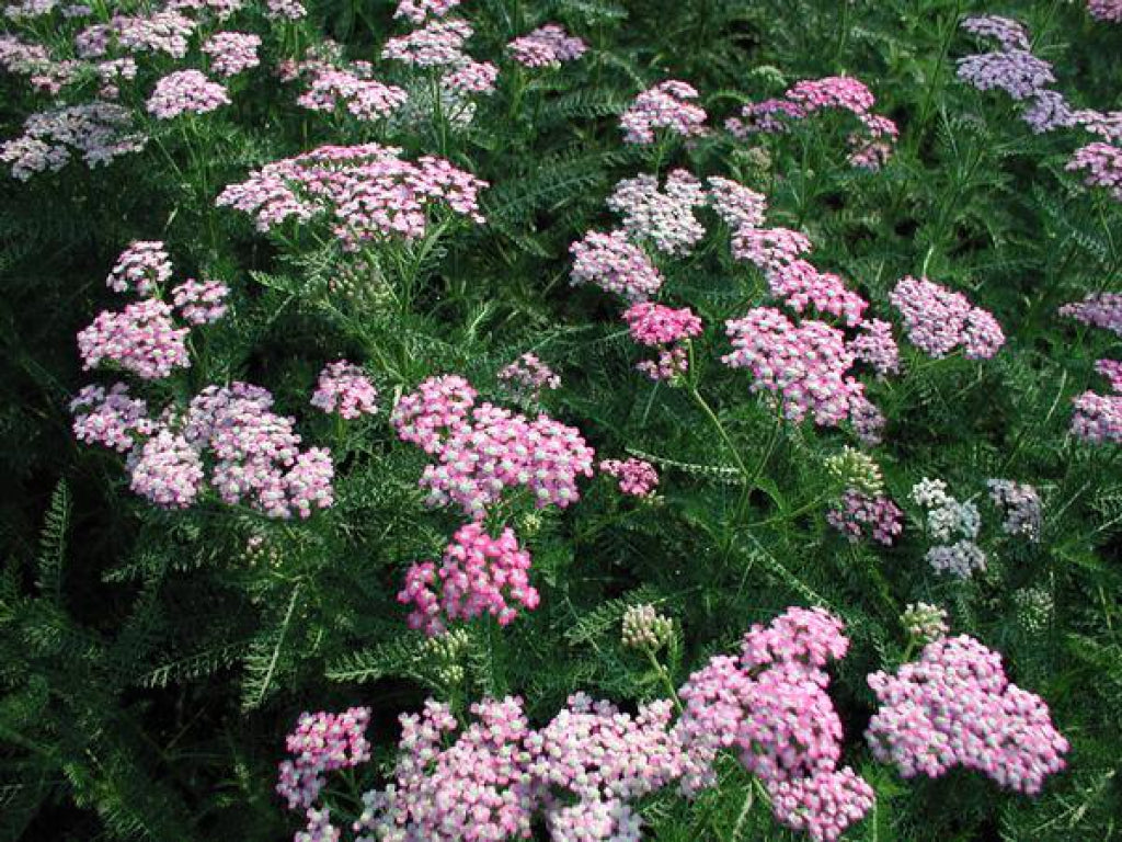 Achillea m. 'Oertel's Rose' Yarrow
