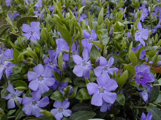 Vinca 'Bowles' Common Periwinkle