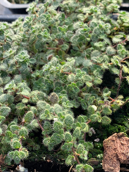 Thymus pseudolanuginosus Woolly Thyme