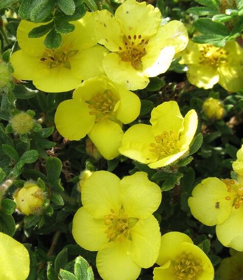 Potentilla fruticosa 'Sutter's Gold'
