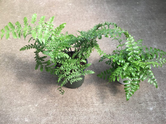 Austral Gem Fern Tropical Houseplant