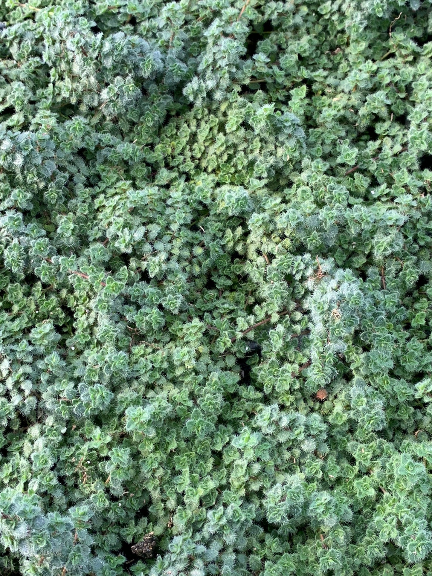 Thymus pseudolanuginosus Woolly Thyme