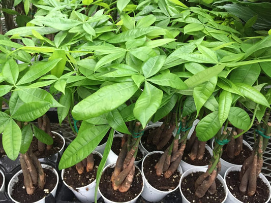 Pachira Money Tree Tropical Houseplant