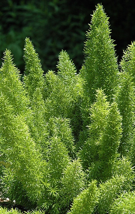 Asparagus Meyerii Foxtail Fern Tropical Houseplant