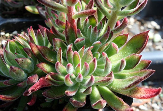 Echeveria setosa 'Arrow' Succulent