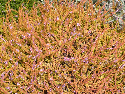 Cold-hardy Shrubs