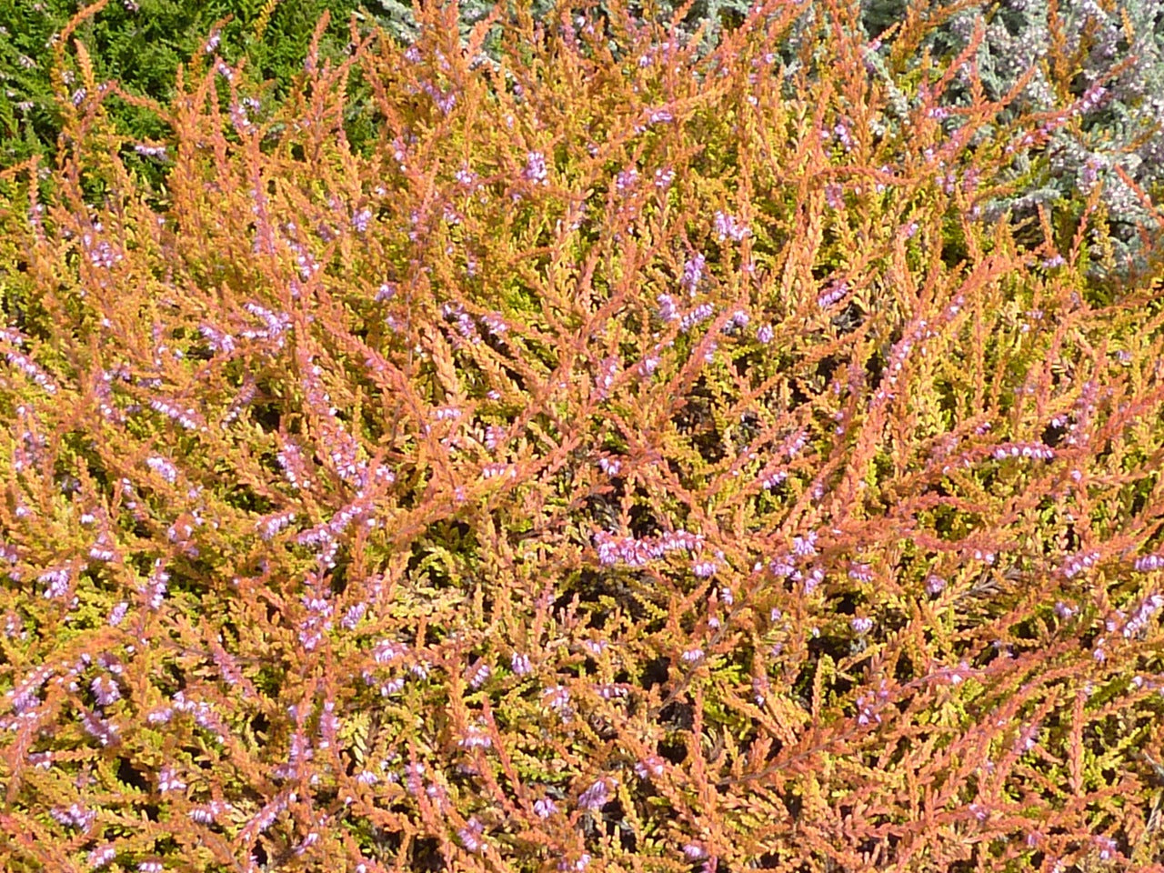 Dart's Flamboyant Calluna Heather