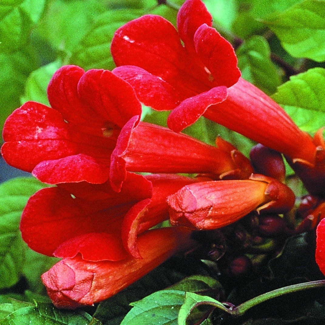 Campsis radicans 'Flamenco' Red Trumpet Vine
