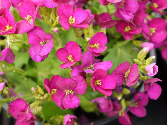Arabis 'Little Treasure Deep Rose' Alpine Wall Cress